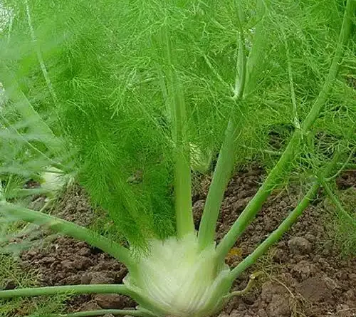 16 Medicinal Health Benefits Of Fennel (Foeniculum vulgare)