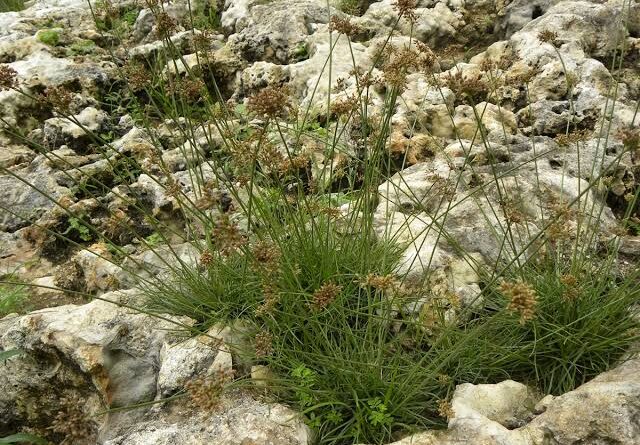 How to Grow, Use and Care for Tropical Fimbry Grass (Fimbristylis cymosa)