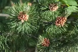 15 Medicinal Health Benefits Of Scots Pine (Pinus sylvestris)