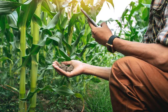 The Importance of Agronomy in Agriculture 