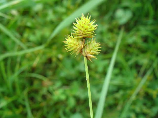 How to Grow, Use and Care for Troublesome Sedge Grass (Carex molesta)