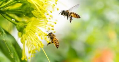 Flowers for Honey Bees