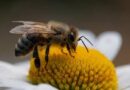 Black Honey Bees: A Closer Look