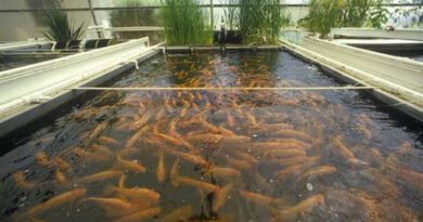 The Techniques Used in Fish Farming
