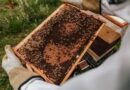 Ordering Honey Bees: A Comprehensive Guide