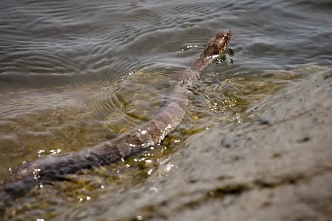 The Appearance and Features of Water Snakes