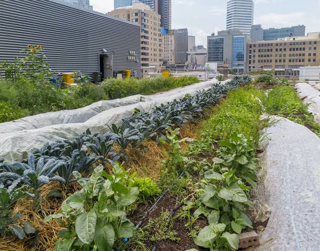 The Economic Benefits of Urban Farming 