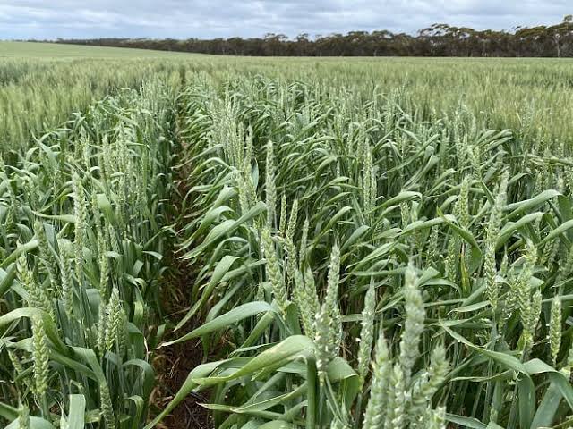 How to Grow and Care for Wheats How to Grow and Care for Wheats