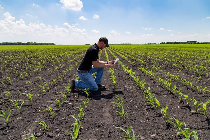 The Economic Benefits of Planting Corn 