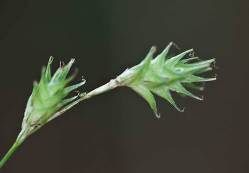 How to Grow, Use and Care for Tissue Sedge Grass (Carex hyalina)