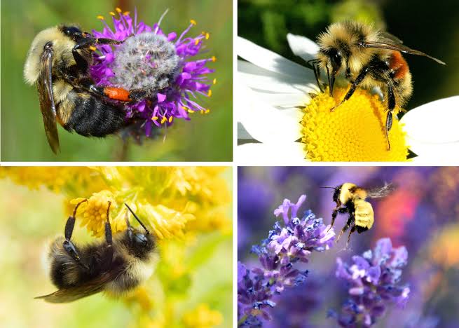 Honey Bees in Winter Honey Bees in Winter