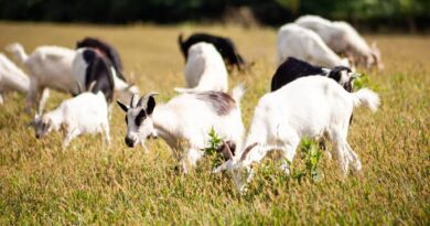 The Appearance and Features of Goats