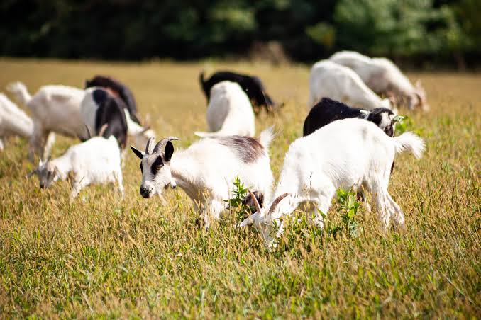 The Appearance and Features of Goats