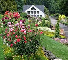 Guide on How to Start a Whiteflower Farm Guide on How to Start a Whiteflower farm