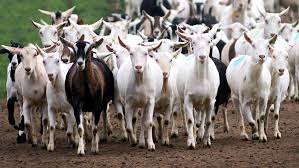 The Appearance and Features of Goats 