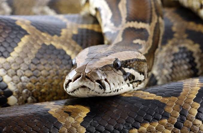 The History and Origin of Burmese Pythons