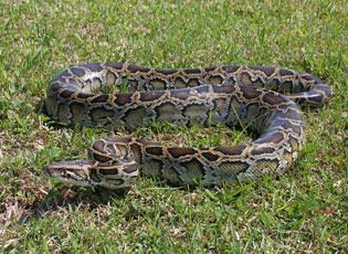 History and Origin of Burmese Pythons 