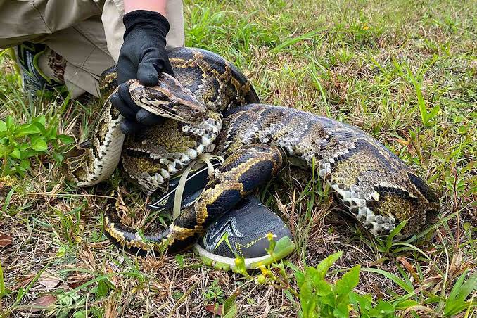 History and Origin of Burmese Pythons 