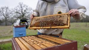 Honey Bees in Winter Honey Bees in Winter