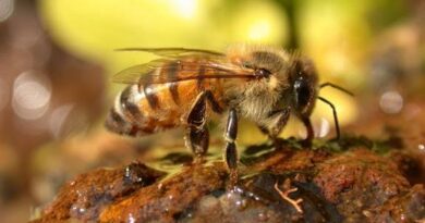 Are Honey Bees Aggressive?