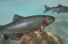 The Appearance and Features of Trout Fish