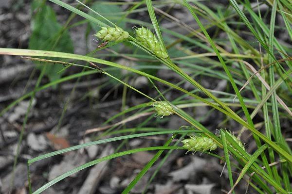 How to Grow, Use and Care for Tuckerman's Sedge Grass (Carex tuckermanii)