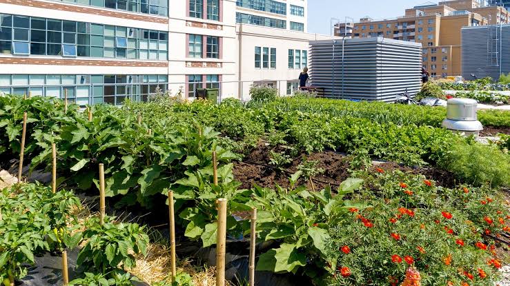 The Economic Benefits of Urban Farming 