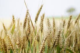 How to Grow and Care for Wheats How to Grow and Care for Wheats