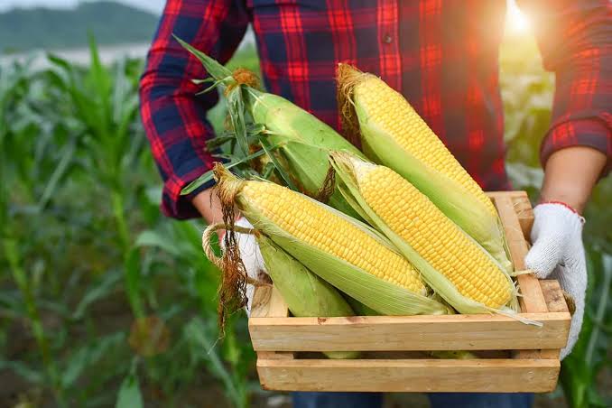 The Economic Benefits of Planting Corn 