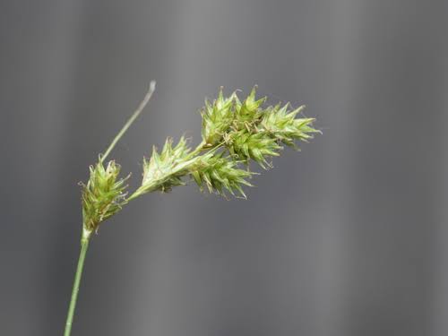 How to Grow, Use and Care for Tissue Sedge Grass (Carex hyalina)