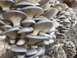 The Techniques Used in Mushroom Farming 