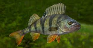 Appearance and Features of Yellow Perch Fish