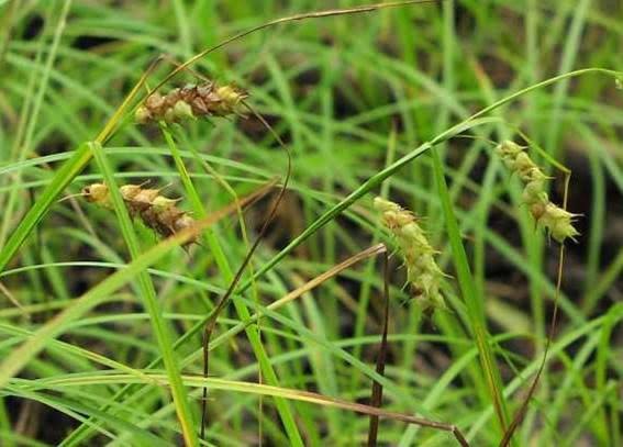 How to Grow, Use and Care for Tuckerman's Sedge Grass (Carex tuckermanii)