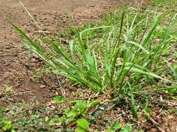 How to Grow, Use and Care for Tufted Lovegrass (Eragrostis pectinacea)