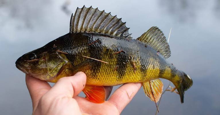 Appearance and Features of Yellow Perch Fish