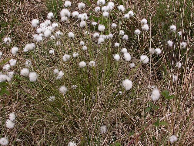 How to Grow, Use and Care for Tussock Cottongrass (Eriophorum vaginatum)