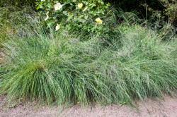 How to Grow, Use and Care for Tufted Lovegrass (Eragrostis pectinacea)