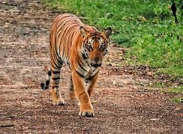 The History and Origin of Tigers