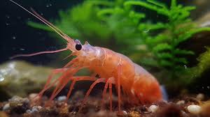 The Appearance and Features of Shrimp