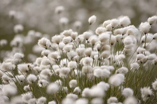 How to Grow, Use and Care for Tussock Cottongrass (Eriophorum vaginatum)