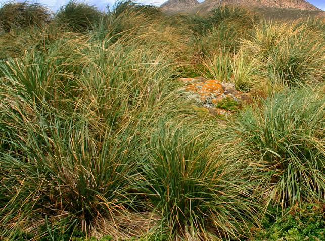 How to Grow, Use and Care for Tussock Grass (Poa flabellata)