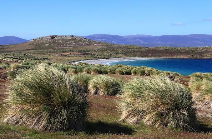 How to Grow, Use and Care for Tussock Grass (Poa flabellata)