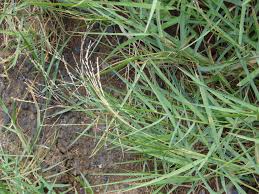 How to Grow, Use and Care for Torpedograss (Panicum repens) How to Grow, Use and Care for Torpedograss (Panicum repens)