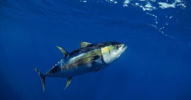 The Appearance and Features of Tuna Fish