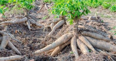 Growing and Care Guide of Cassava Plant