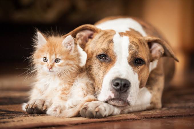 Importance and Types of Pets