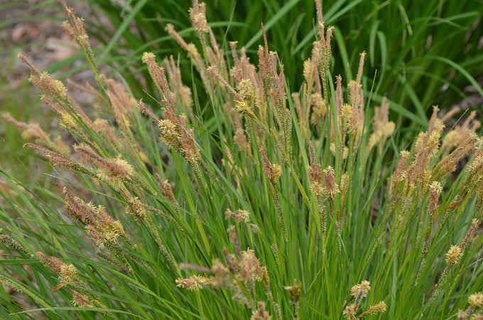 How to Grow, Use and Care for Upright Sedge Grass (Carex stricta)