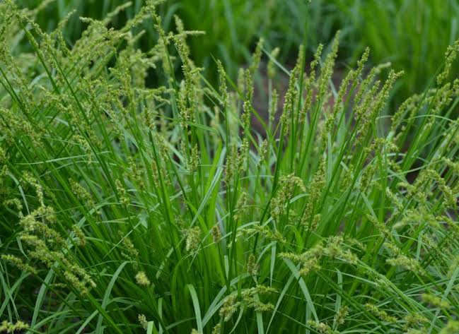 How to Grow, Use and Care for Upright Sedge Grass (Carex stricta)