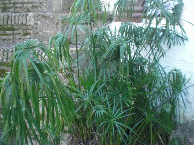 How to Grow, Use and Care for Umbrella Plant (Cyperus involucratus)