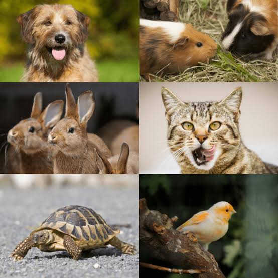 Importance and Types of Pets